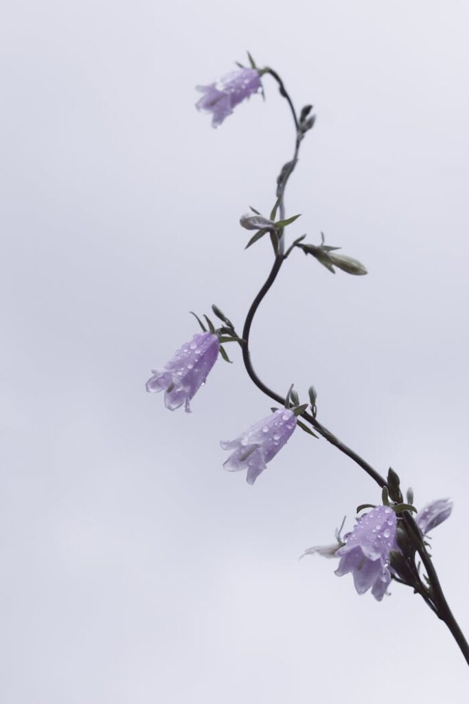 White blooming flower on thin stem